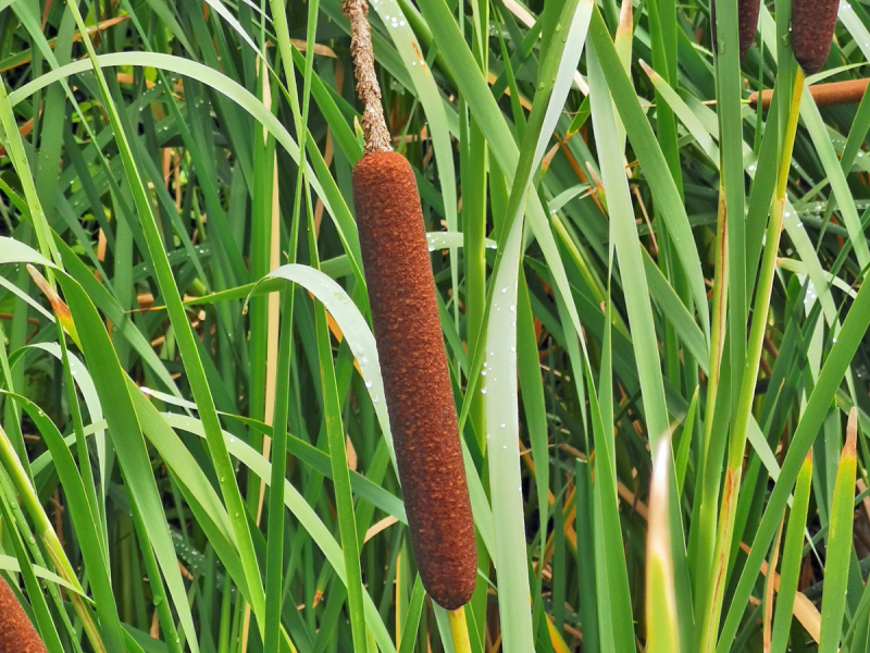 Rohrkolben_breitblättrig